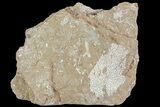 Ordovician Bryozoan (Chasmatopora) Plate - Estonia #73496-1